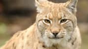 Animal Puzzle Wildlife & Logic