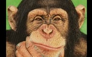 Ayumu Chimp