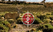 Bag A Monster Buck