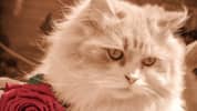 Jigsaw Puzzle: Cats