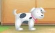 Net Pet