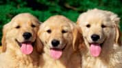 Jigsaw Puzzle: Doggies