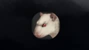 Rat Clicker 2
