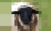 RePixel Animals