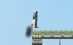 Sky Run